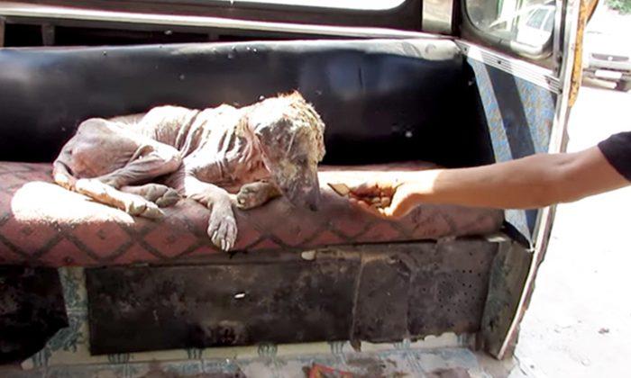 Stray Dog Turning Into ‘Stone’ Looked Like a ‘Mummy’ From Afar, Then a Miracle Happened