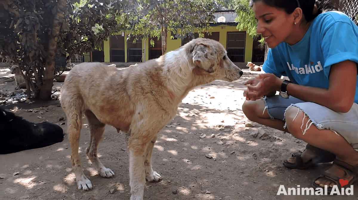 (Courtesy of <a href="https://www.youtube.com/watch?v=T0xb2FpVMwc">Animal Aid Unlimited, India</a>)
