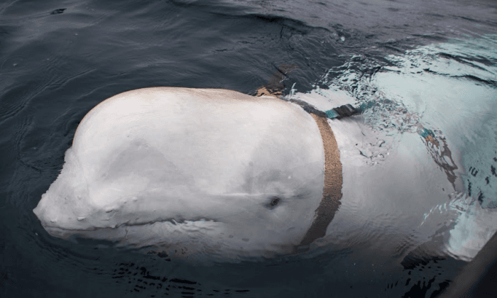 Beluga Whale Allegedly From a Russian Military Facility Appears in Norway and Refuses to Leave