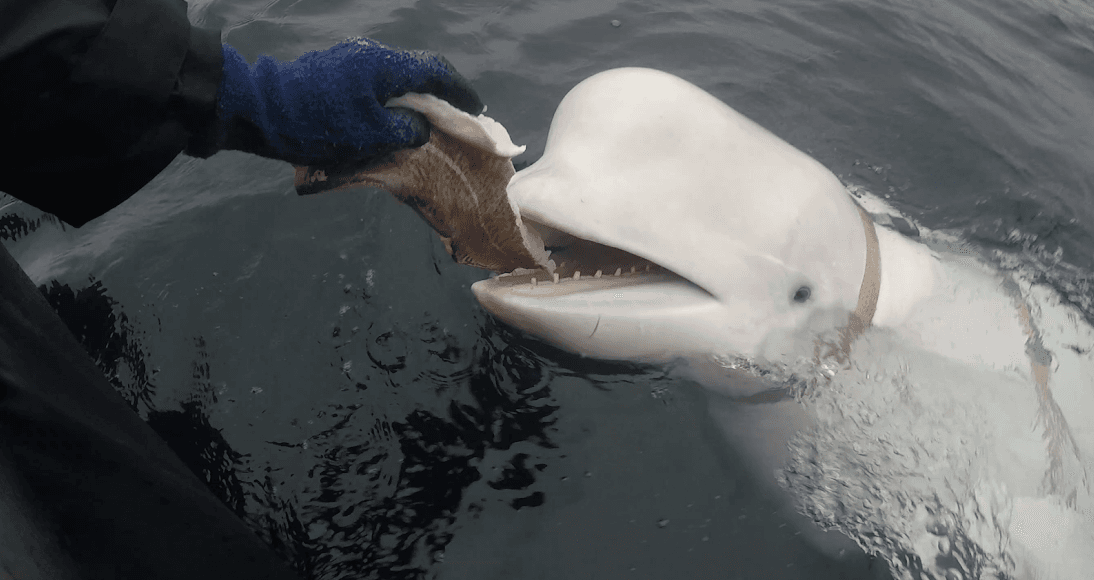 The beluga whale was lured with a cod filet. (The Norwegian Directorate of Fisheries’ Sea surveillance Service)