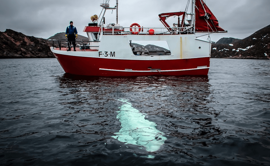 The beluga whale after the harness was removed. (The Norwegian Directorate of Fisheries’ Sea surveillance Service)