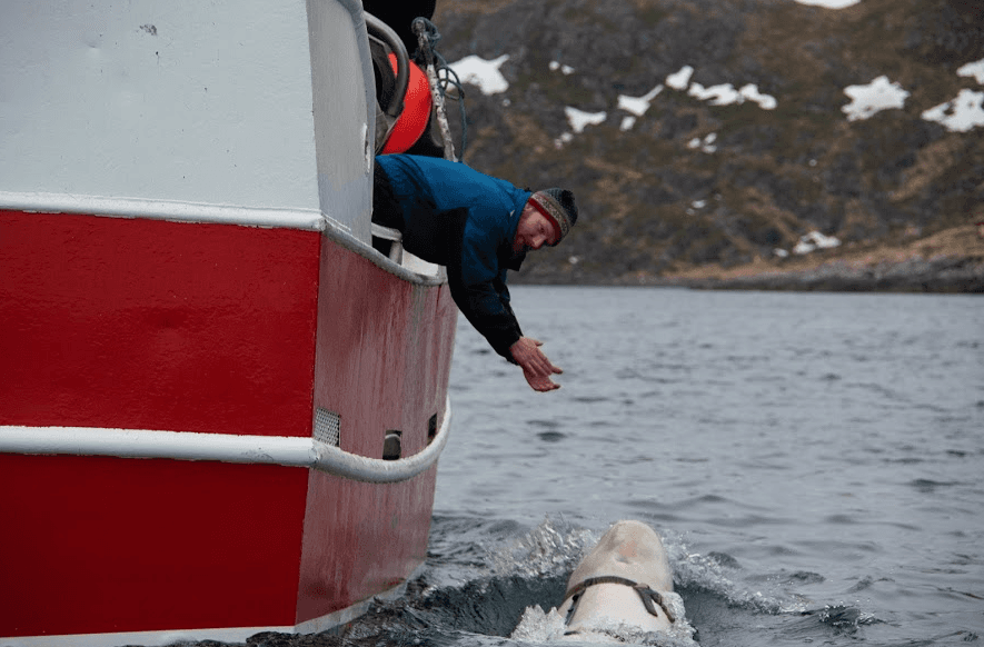 The Norway fisheries team contacting the beluga whale. (The Norwegian Directorate of Fisheries’ Sea surveillance Service)