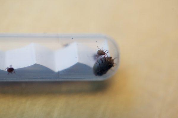 Ticks are placed in a container to be analyzed at a hospital near Madrid, Spain, on March 16, 2017. (Pablo Blazquez Dominguez/Getty Images)