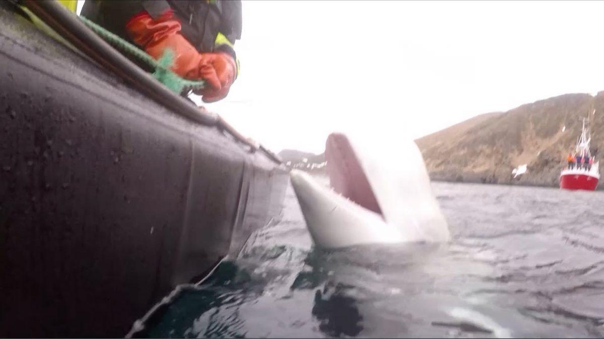 A harness-wearing whale spotted by Norwegian fishermen interacts with the crew on April 26, 2019. (Jorgen Ree Wiig/Norwegian Directorate of Fisheries/Screenshot via CNN)