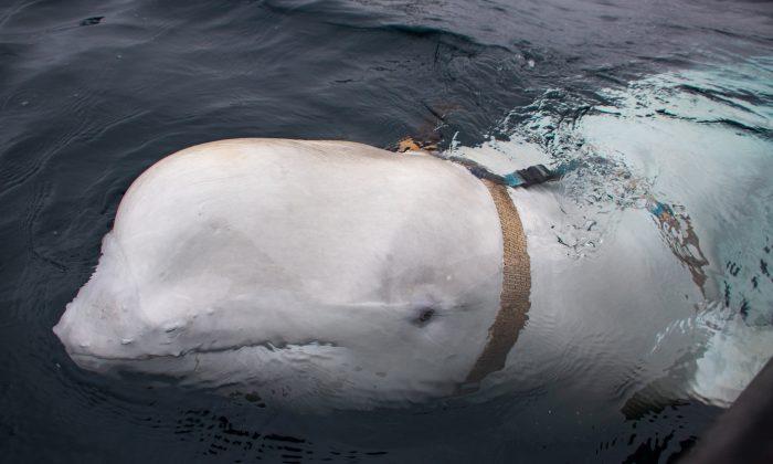 Canadian Military Unfazed by ‘Fishy’ Beluga Whale Suspected of Spying for Russia