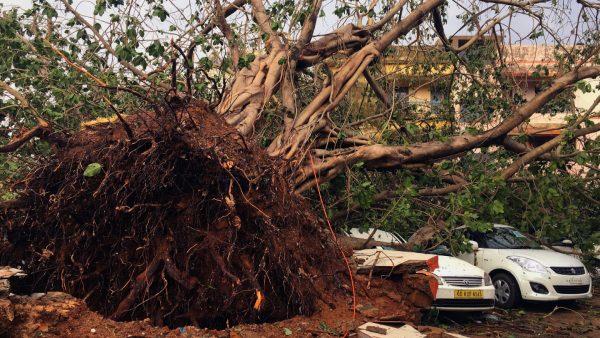 Cars are damaged by an uprooted tree in a residential area following Cyclone Fani in Bhubaneswar, capital of the eastern state of Odisha, India, on May 4, 2019. (Jatindra Dash/Reuters)