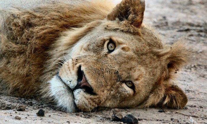 2 Lions Maul 24-Year-Old in Zoo, Man Heroically Jumps In to Save Him