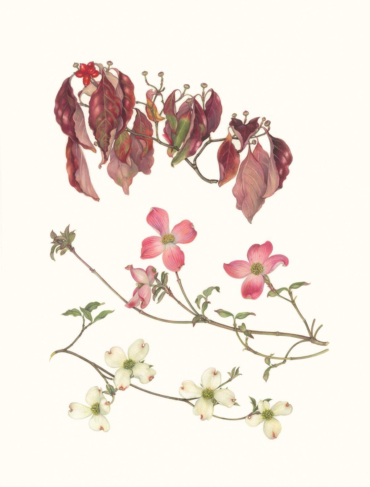 "Flowering Dogwood (Cornus florida) Fall and Spring," by Margaret Farr. Watercolor on paper, 23 inches by 17 inches. (Margaret Farr)