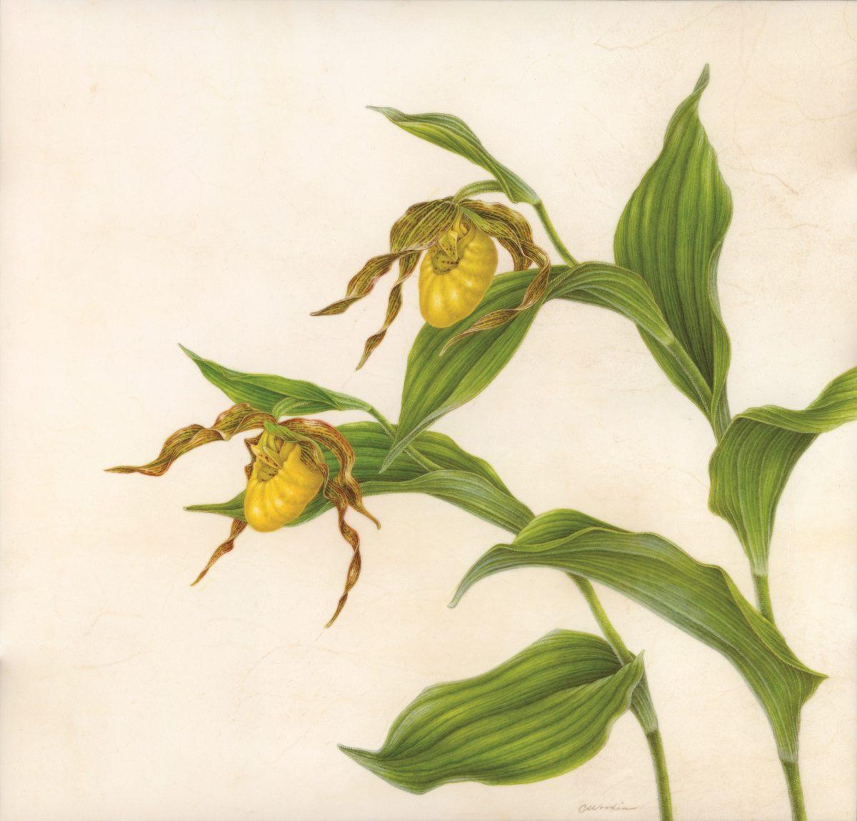 "Yellow Lady's Slipper (Cypripedium parviflorum var. pubescens)," 2017, by Carol Woodin. Watercolor on vellum over panel, 15 inches by 15 1/2 inches. (Carol Woodin)