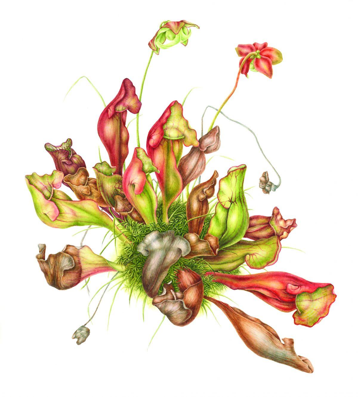 “Purple Pitcher Plant (Sarracenia purpurea),” 2017, by Betsy Rogers-Knox. Watercolor on paper, 17 1/2 inches by 16 inches. (Betsy Rogers-Knox)