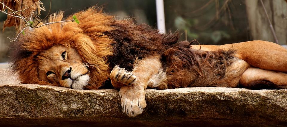 Stock image of a lion. (Alexas Fotos/Pixabay)