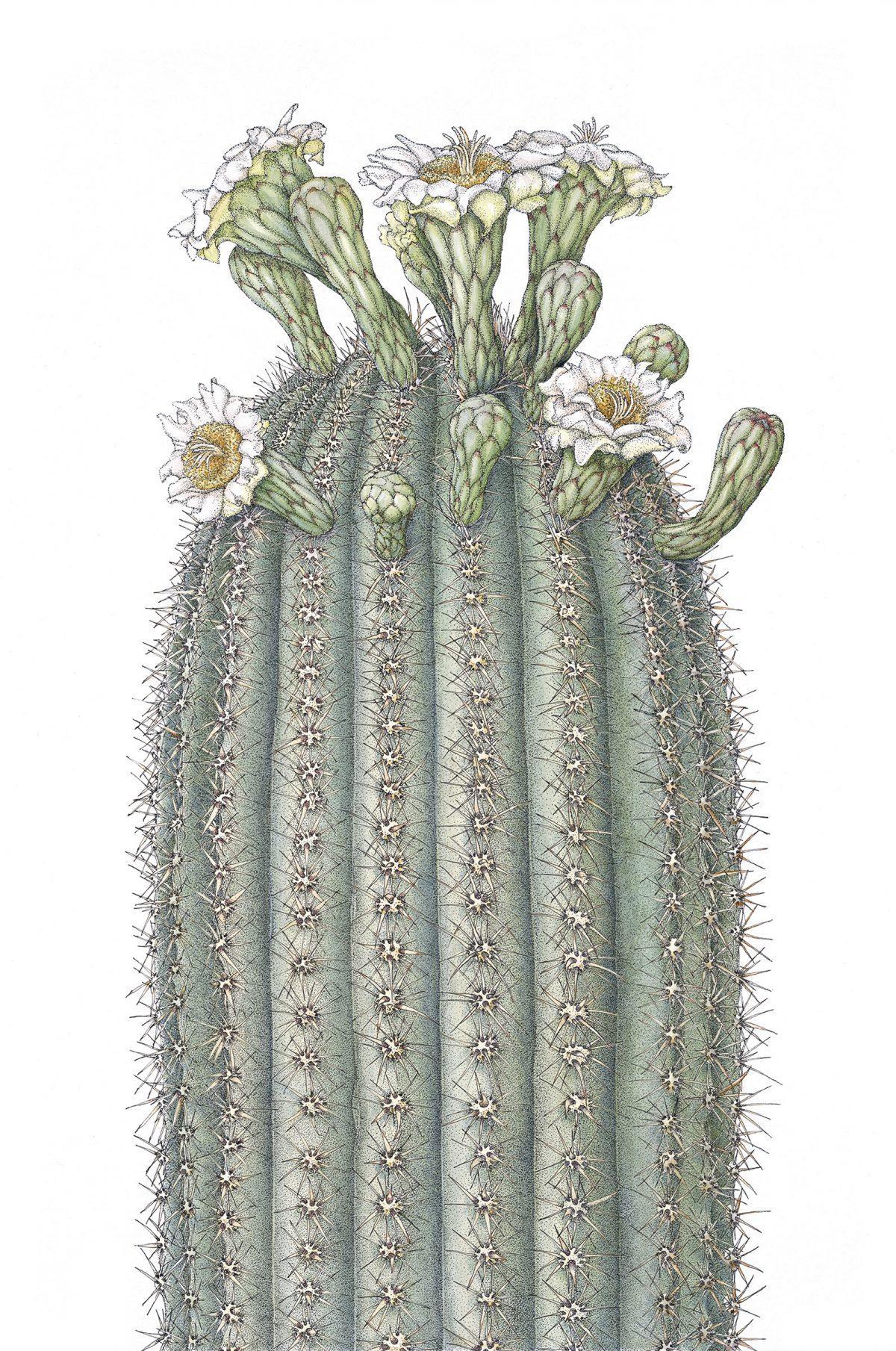 "Saguaro (Carnegiea gigantea)," by Joan McGann. Ink and watercolor on paper,18 inches by 12 inches. (Joan McGann)