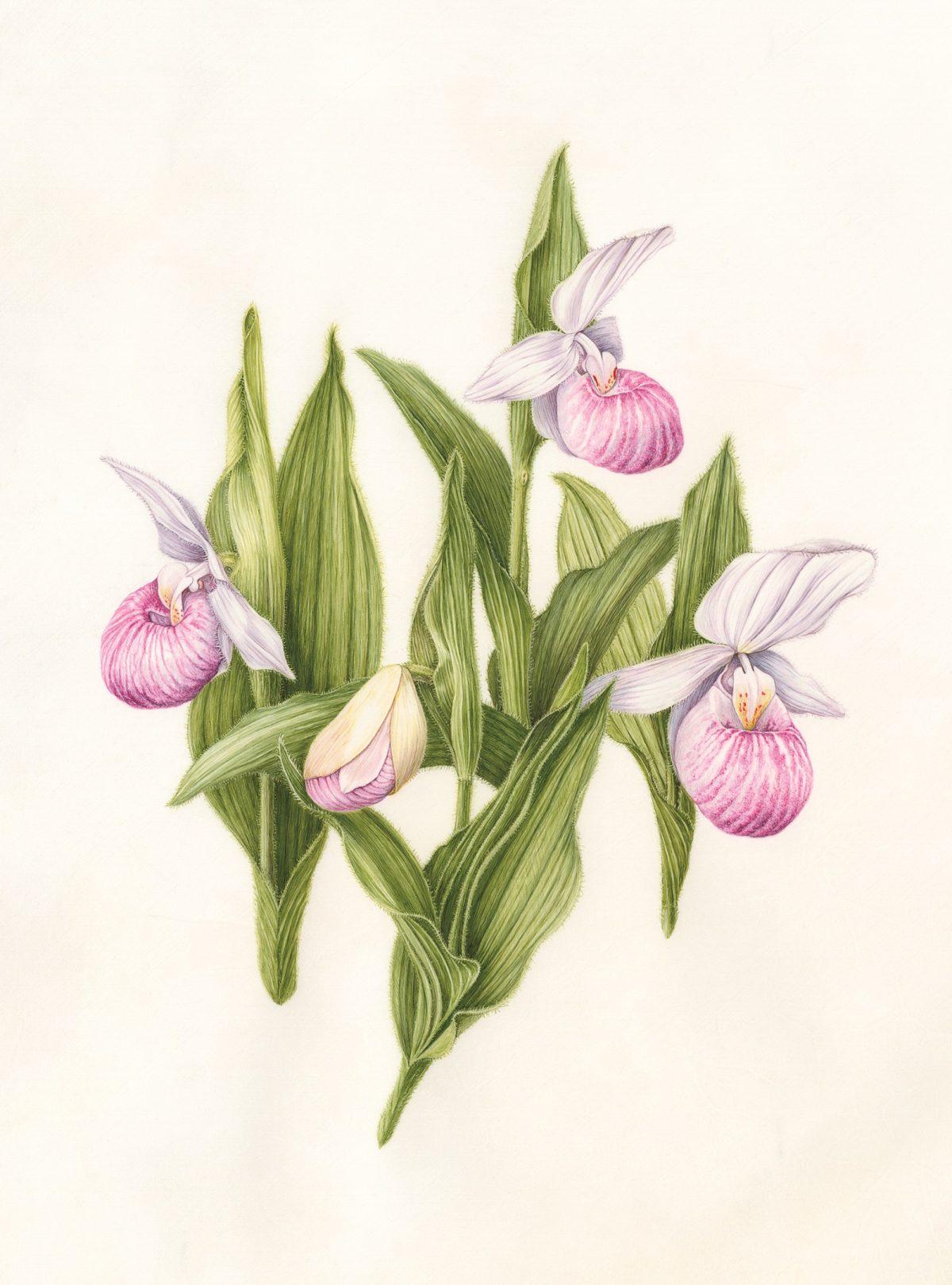 “Showy Lady’s Slipper (Cypripedium reginae),” 2017, by Linda Powers. Watercolor on vellum, 13 1/2 inches by 10 1/2 inches. (Linda Powers)
