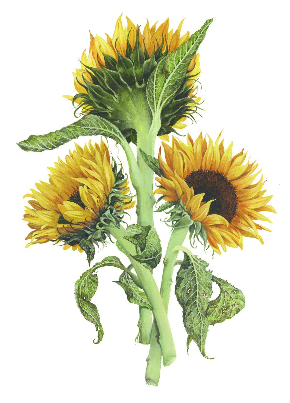 “Three Sunflowers (Helianthus annuus),” 2016, by Jeannetta van Raalte. Watercolor and gouache on paper. (Jeannetta van Raalte)