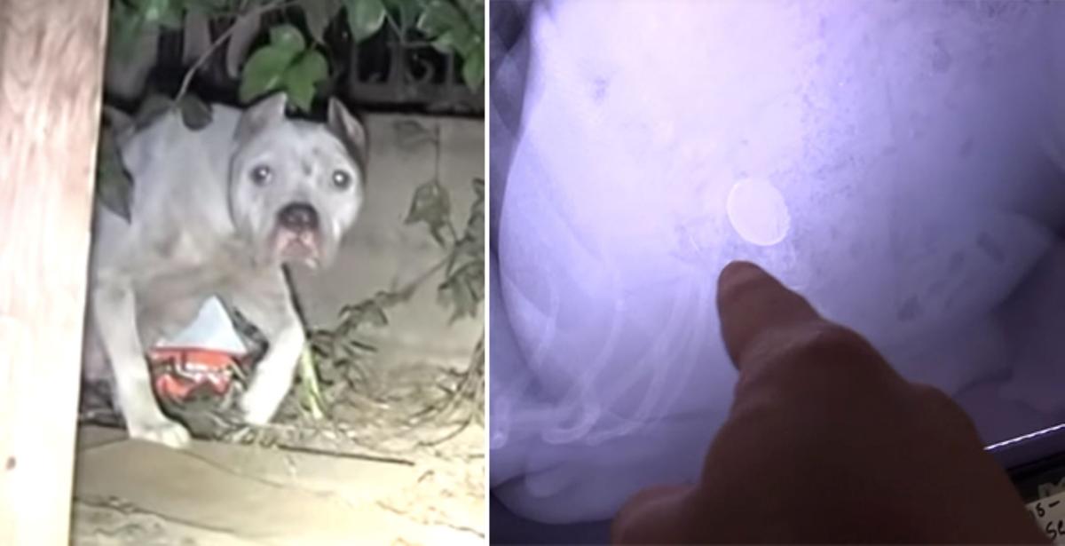 Rescuers Help Clean Up Dog and Newborn Pups, but X-ray Shows Something Foreign Inside Her