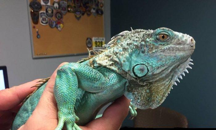 Iguana Injured After Being Swung Around By Its Tail and Thrown, Now in Protective Custody