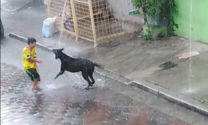 Video: Dog's Reaction to Pouring Rain Is Actually a Life Lesson in Disguise