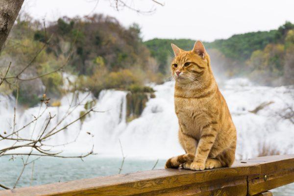Stray cats are a fixture in Dalmatia; this one stands guard at Krka National Park. (Crystal Shi/The Epoch Times)