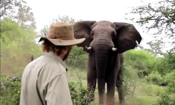 Man Has Incredible Encounter With Wild Bull Elephant