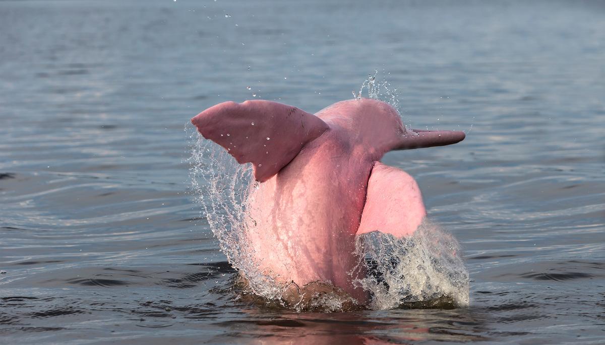 Video: Boaters Spot Pink Dolphin in Louisiana River With Her Pink Baby Calf