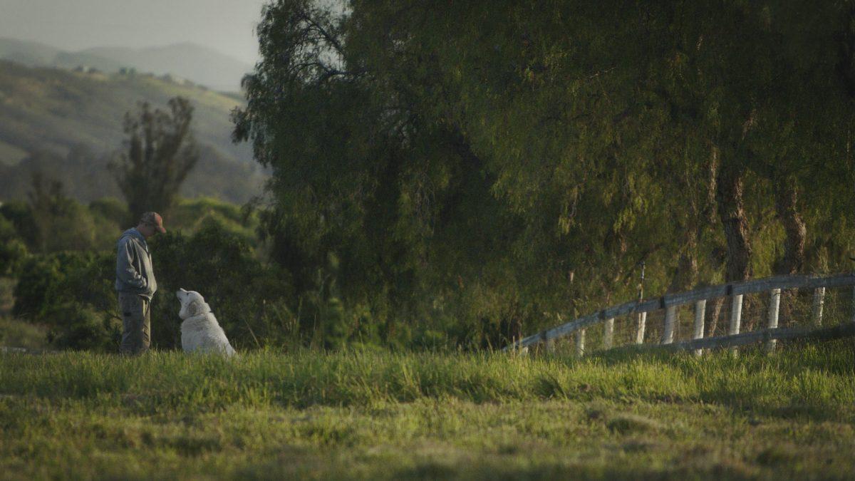 John and Caya the sheepherder dog in "The Biggest Little Farm." (Neon/LD Entertainment)
