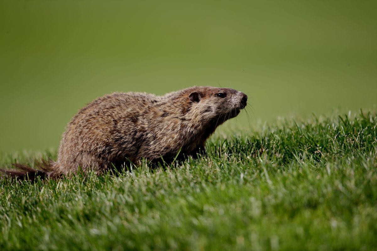 A groundhog, a member of the marmot family, in Ardmore, Penn., on June 14, 2013. (Ross Kinnaird/Getty Images)