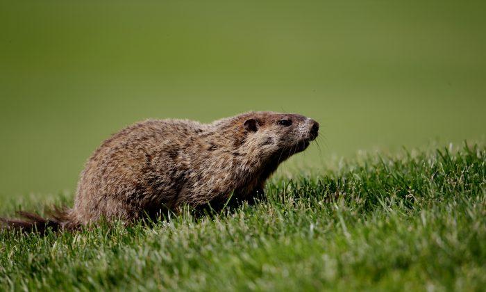 Teen Dies of Bubonic Plague After Eating Infected Marmot in Mongolia