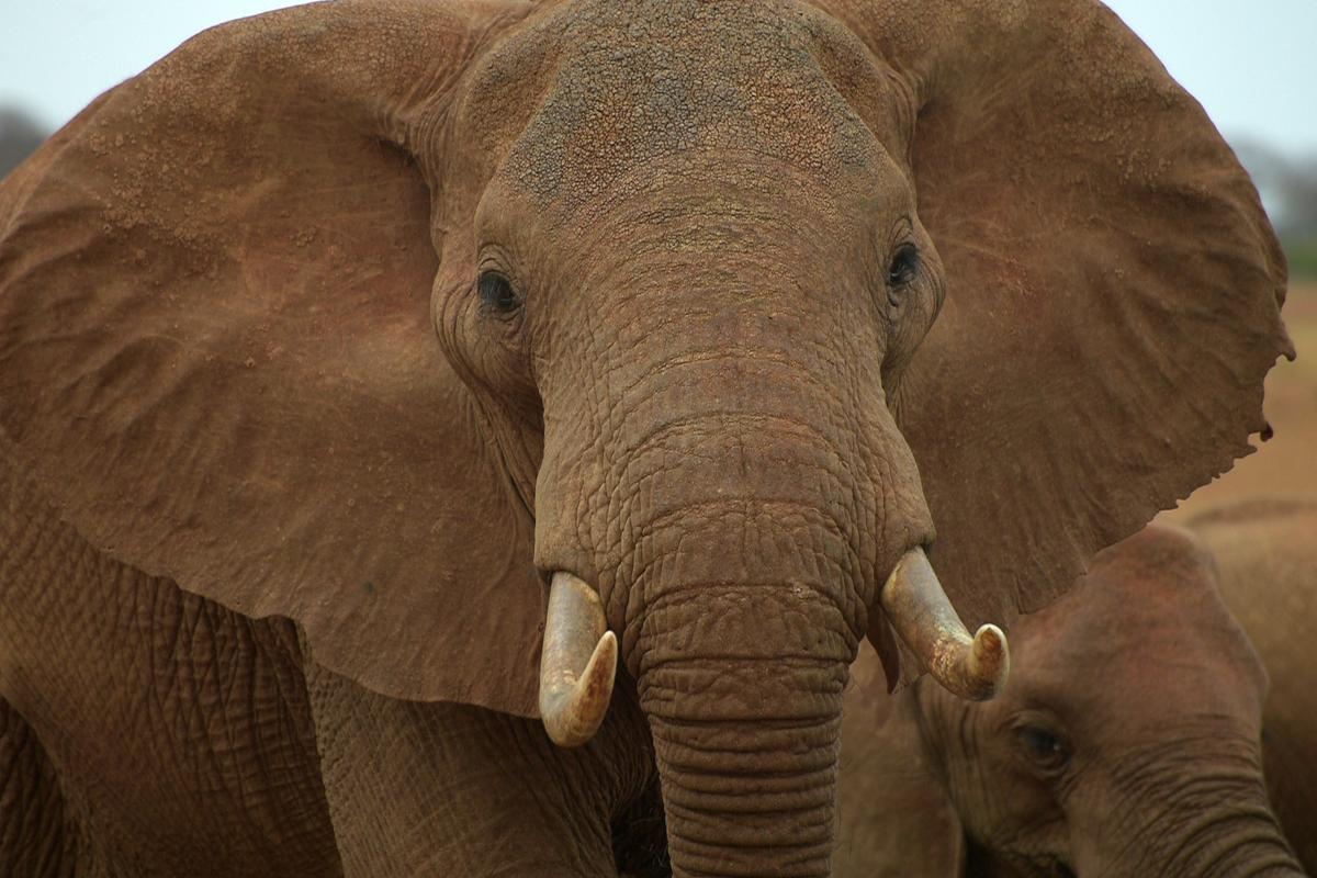 4 Kenyans Shot Dead in Protest Against Dangerous Wildlife