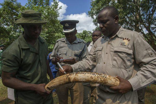 Malawi Parks and Wildlife officers write identification details on a confiscated elephant tusk, smuggled in from Tanzania before it is burned on March 14, 2016. (Amos Gulmulira/AFP/Getty Images)