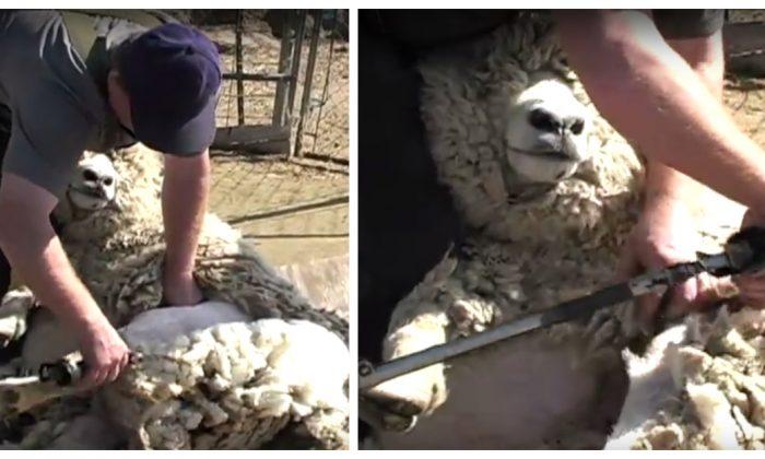 Video: How to Shear a Sheep