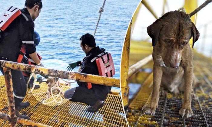 Exhausted Dog Swimming 135 Miles Out at Sea Gets Rescued, It’s a Puzzle How It Got There