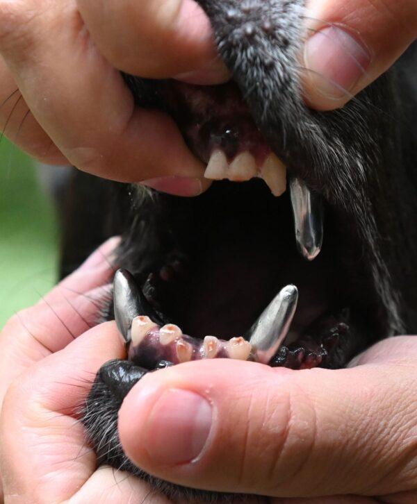 A stock photo of a dog's teeth (Photo by DANIEL LEAL-OLIVAS/AFP via Getty Images)