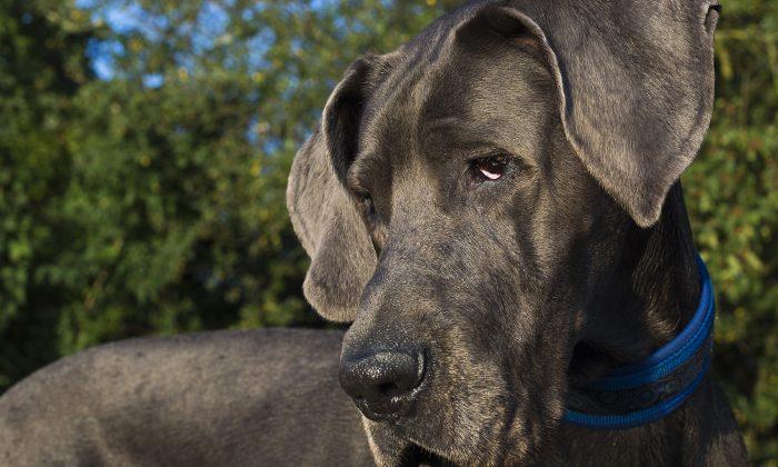 7 Vets Help Great Dane Deliver 19 Puppies: ‘All Live and Healthy’