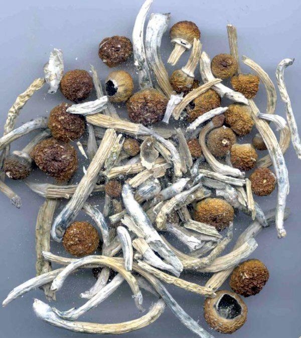 Psilocybin or "magic mushrooms" are seen in an undated photo provided by the U.S. Drug Enforcement Agency (DEA) in Washington on May 7, 2019. (DEA/Handout via Reuters)
