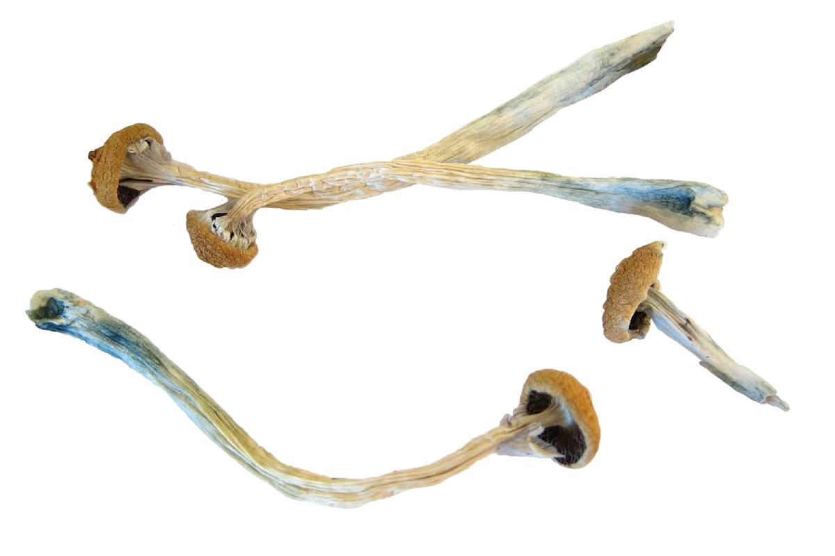 Psilocybin or "magic mushrooms" are seen in an undated photo provided by the U.S. Drug Enforcement Agency (DEA) in Washington, DC on. May 7, 2019. DEA/Handout via Reuters)