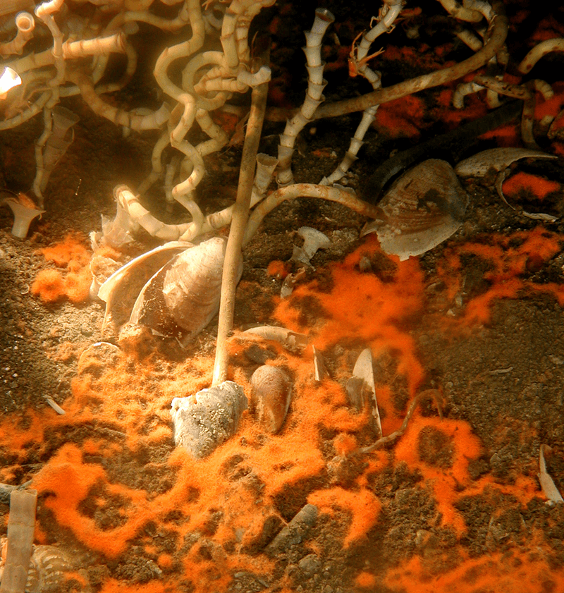 Tubeworms from a cold seep at 550 m depth in the Gulf of Mexico. (<a href="https://en.wikipedia.org/wiki/Cold_seep#/media/File:Lamellibrachia_luymesi.png">Ian MacDonald/Wikimedia Commons</a> [<a href="https://creativecommons.org/licenses/by/2.5/deed.en">CC BY 2.5</a>])