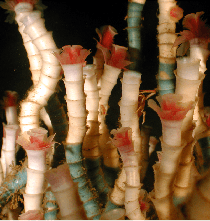 Close-up photo of tubeworms from a cold seeps at 550 m depth in the Gulf of Mexico. (<a href="https://en.wikipedia.org/wiki/Cold_seep#/media/File:Lamellibrachia_luymesi1.png">Charles Fisher/Wikimedia Commons</a> [<a href="https://creativecommons.org/licenses/by/2.5/deed.en">CC BY 2.5</a>])