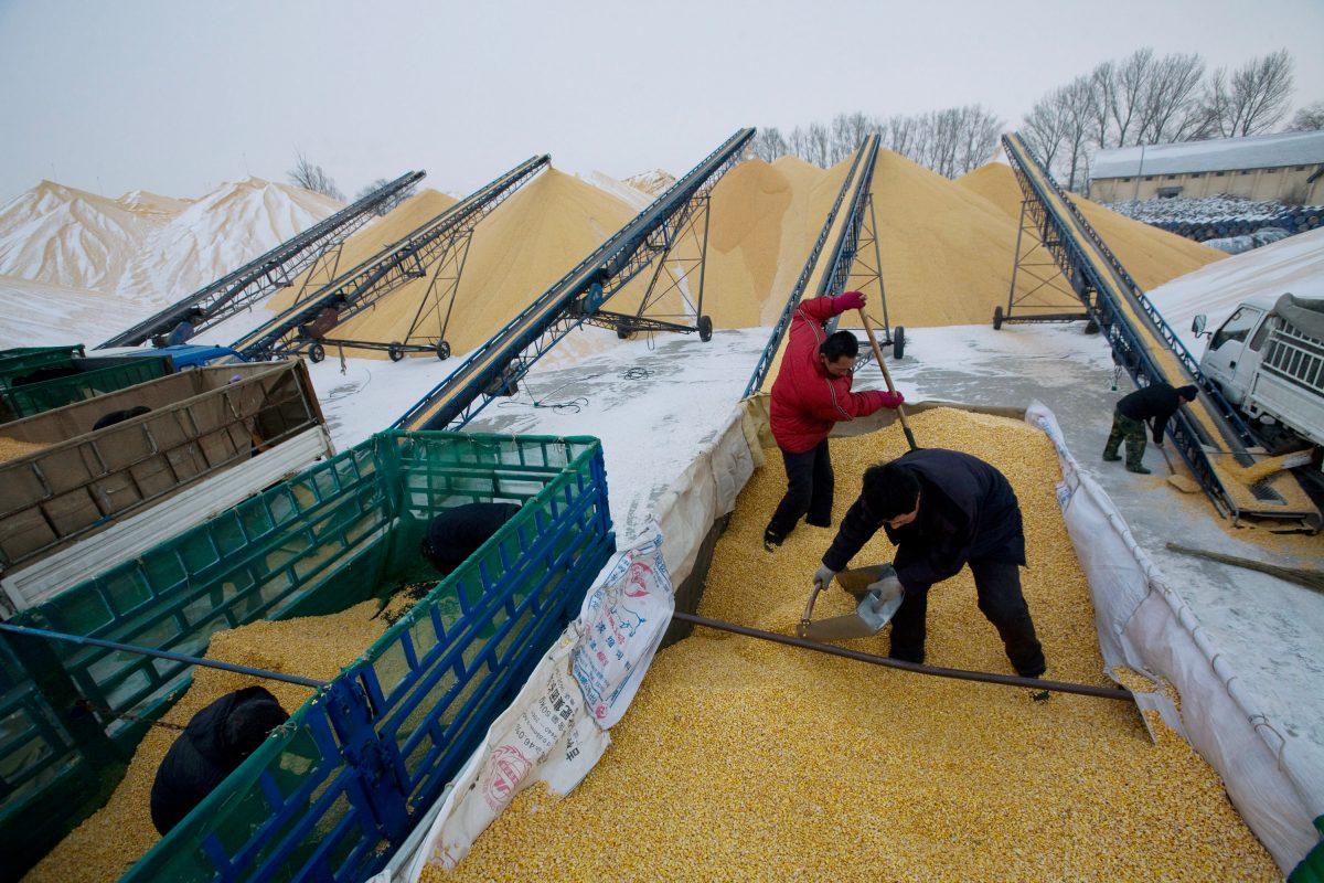 Two farmers unload corn at a state grain reserves depot in Yushu in Jilin Province, China, on Dec. 19, 2008. (China Photos/Getty Images)