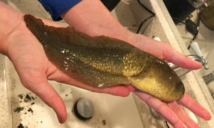 Researchers Find Giant Tadpole ‘Larger Than a Coke Can’ After Draining Swamp