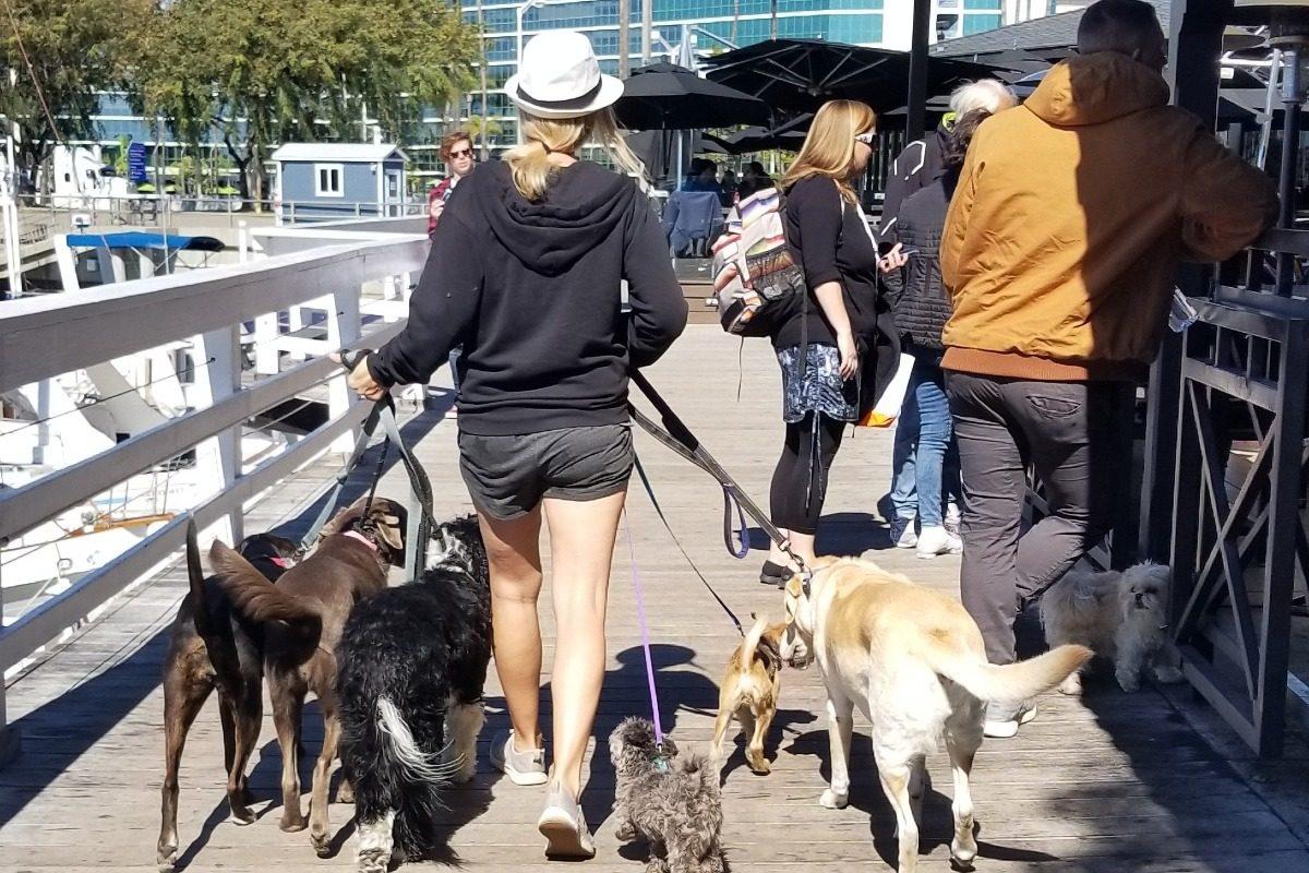 A photo showing Jessica Bingaman walking dogs. (ThePawtenders Memorial Fund via GoFundMe)