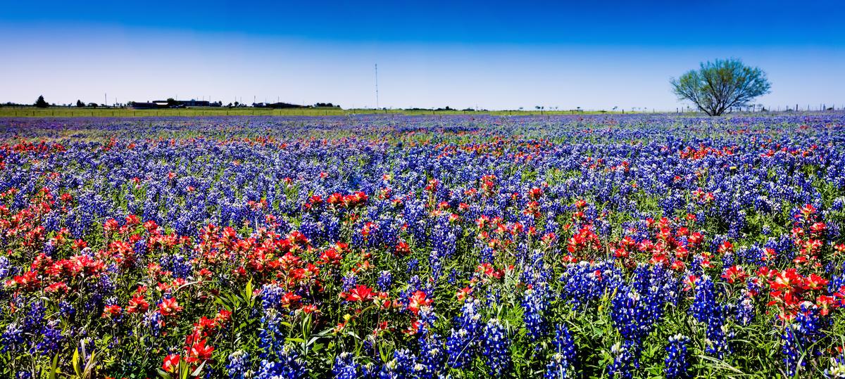 Bright bluebonnets and Indian paintbrush in Texas. (Richard A McMillin)