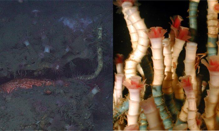 Deep-Sea Tubeworms Discovered After Popping Out ‘Like a Jack in the Box,’ Surprising Scientist