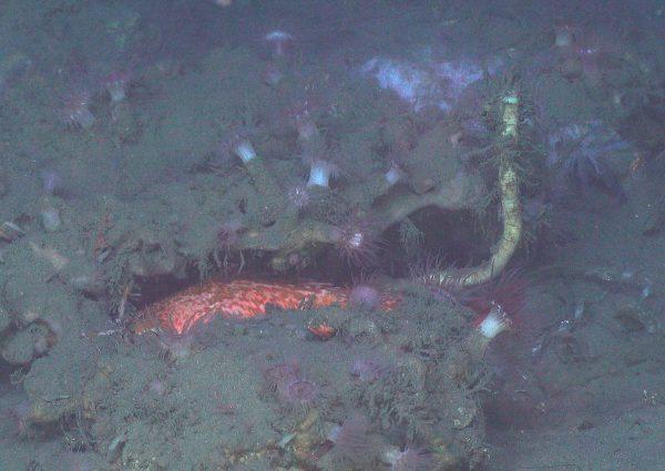 A tubeworm growing from under a carbonate outcrop surrounded by anemones and fish. (Image courtesy of DEEP SEARCH 2019 - BOEM, USGS, NOAA, ROV Jason, ©Woods Hole Oceanographic Institution.)