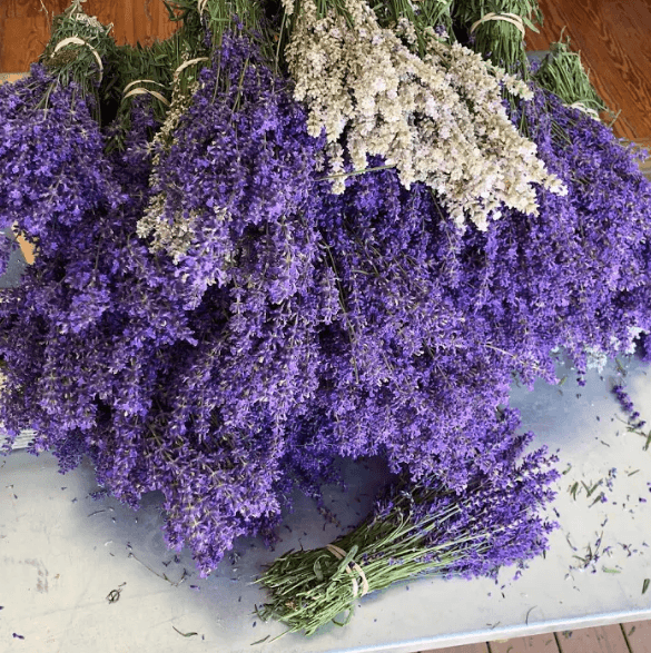 Fresh cut French lavender at Lavender by the Bay in summer 2018. (Courtesy of Lavender by the Bay)