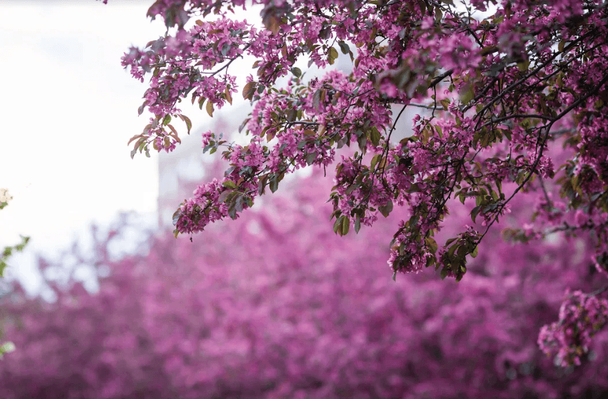Rochester will celebrate its 121st Lilac Festival. (Courtesy of Rochester Lilac Festival)