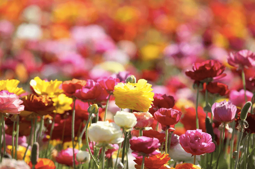 May 12 is the last day that the Flower Fields in Carlsbad will be open this season. (Courtesy of The Flower Fields at Carlsbad Ranch))