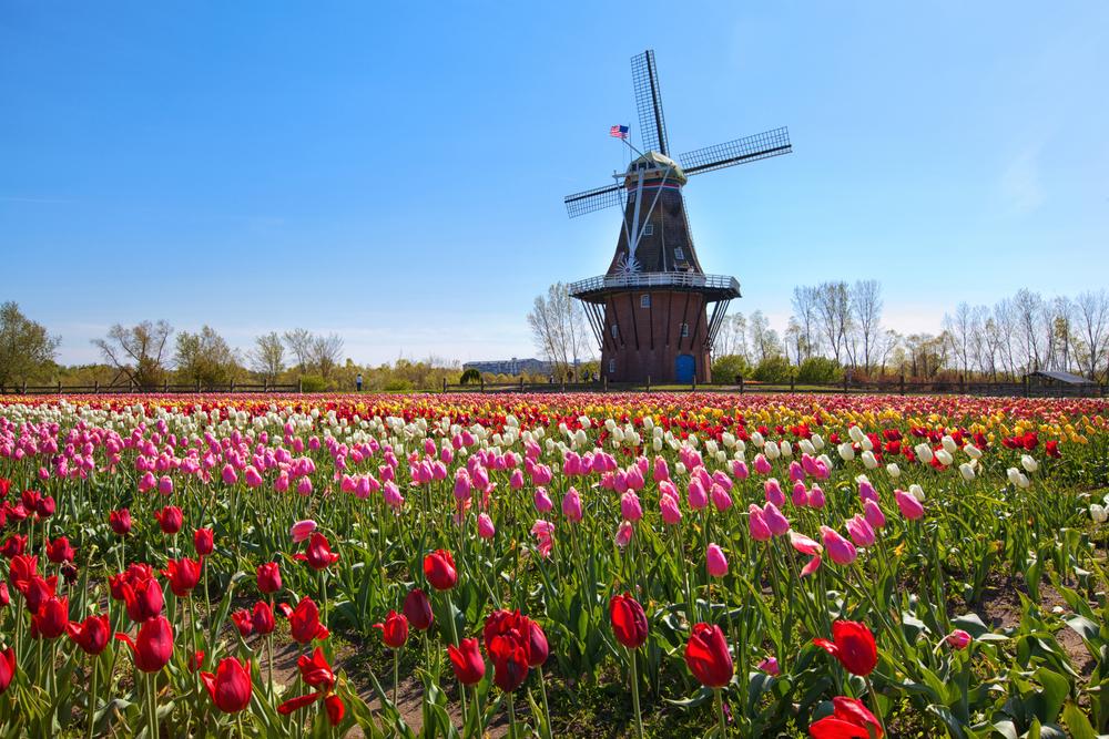 A windmill from the Netherlands stands behind a field of tulips in Holland, Michigan. (CRAIG STERKEN/SHUTTERSTOCK)