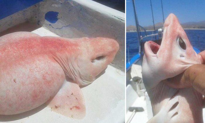 Charter Fishermen Caught an ‘Alien Fish’ That Was Later Identified as an Albino Swell Shark