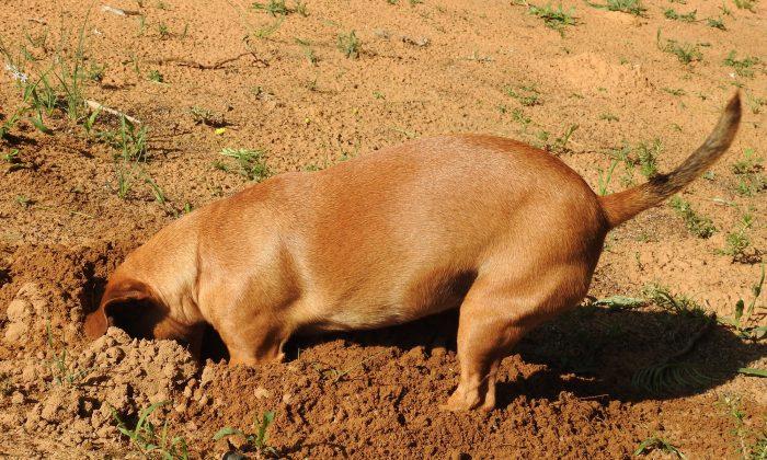 Owner Calls In Dog Digging in the Backyard—When She Opens Her Mouth, He Dies Laughing