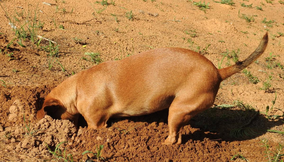Owner Calls In Dog Digging in the Backyard—When She Opens Her Mouth, He Dies Laughing